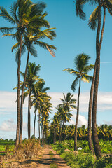 Fototapeta na wymiar Path way with tall palm trees in Réunion Island