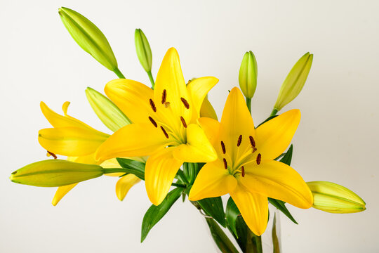 Delicate vivid yellow day lily or Lilium flowers in full bloom in a summer garden, beautiful outdoor floral background photographed with soft focus.