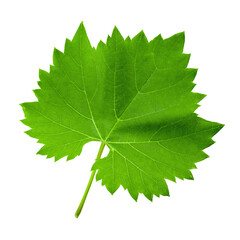 Green grape leaf on an isolated background. File contains clipping path.