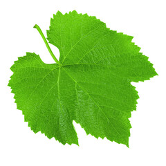 Green grape leaf on an isolated background. File contains clipping path.