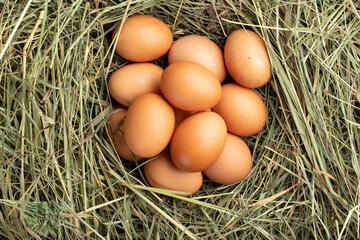 Fresh chicken eggs in the hay. Rural scene.
