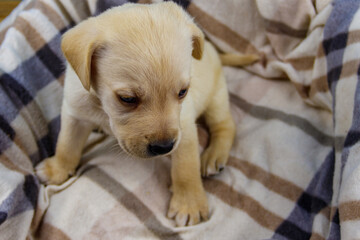 Small cute labrador retriever puppy dog on a plaid