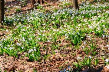 White snowdrop flowers (Galanthus nivalis) in a spring forest