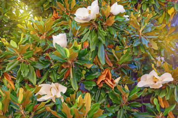 Branches of Southern magnolia ( Magnolia grandiflora ) tree with leaves and flowers on sunny spring day © Olga Iljinich