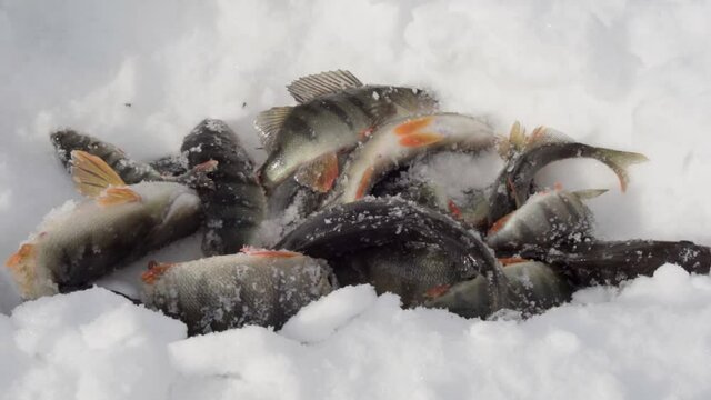 perch fish lying on the snow. winter fishing catch. Perca fluviatilis. slow mo