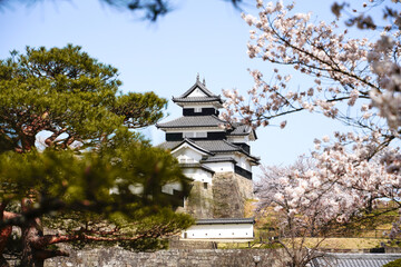 Fototapeta premium 満開の桜と福島県白河市の小峰城