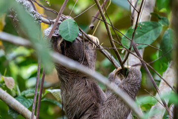 Fototapeta premium Closeup view of a beautiful Sloth in Costa Rica in its natural habitat 