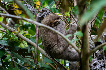Closeup view of a beautiful Sloth in Costa Rica in its natural habitat 