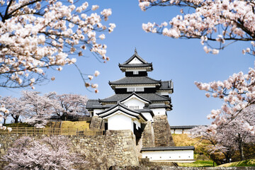 Obraz premium 満開の桜と福島県白河市の小峰城