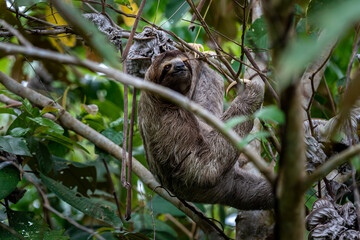 Closeup view of a beautiful Sloth in Costa Rica in its natural habitat 