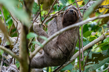 Obraz premium Closeup view of a beautiful Sloth in Costa Rica in its natural habitat 