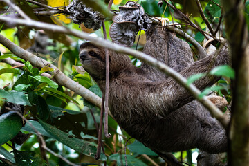 Fototapeta premium Closeup view of a beautiful Sloth in Costa Rica in its natural habitat 