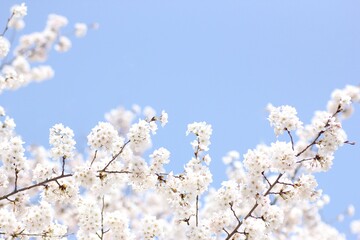 青空と桜