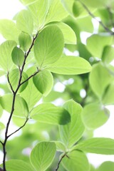 Fototapeta na wymiar 新緑の葉っぱのイメージ