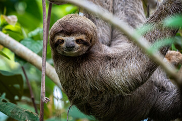 Closeup view of a beautiful Sloth in Costa Rica in its natural habitat  © Gian