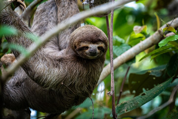 Closeup view of a beautiful Sloth in Costa Rica in its natural habitat 