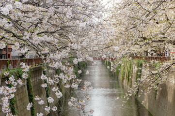 Fototapeta premium 東京都目黒区中目黒の目黒川沿いの桜並木の景色