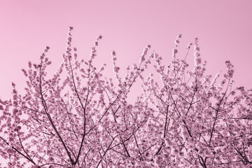 Beautiful pink floral background. Plum blossom. Color toning