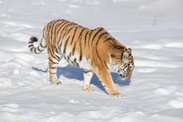 Fototapeta na wymiar Wild siberian tiger is walking on the white snow in the park. Panthera tigris tigris. Animals in wildlife.