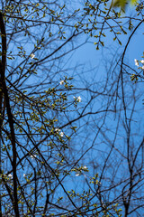 林業試験場樹木公園の桜　上匂