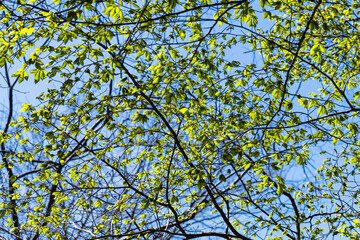 Fototapeta premium 林業試験場樹木公園に芽吹き始めたブナ