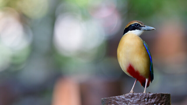 Chest view of Mangrove Pitta while perching on walk way pole expose against backlight