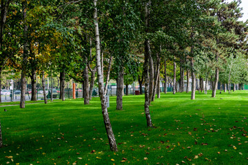 Many large pine trees trunks and vivid green grass in a garden during a sunny autumn day, beautiful outdoor background photographed with soft focus.