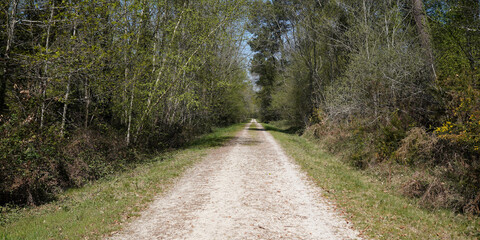 Pathway in the park in hostens pine forest panorama