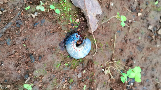 Diloboderus abderus larva (gusano blanco)