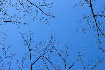 空と枯れ枝の背景イメージ