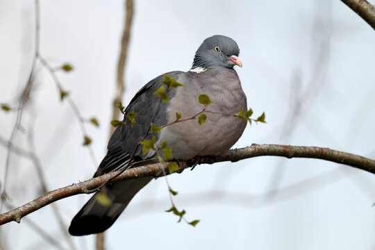 Common wood pigeon // Ringeltaube (Columba palumbus)
