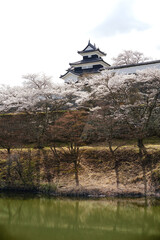 満開の桜と福島県白河市の小峰城