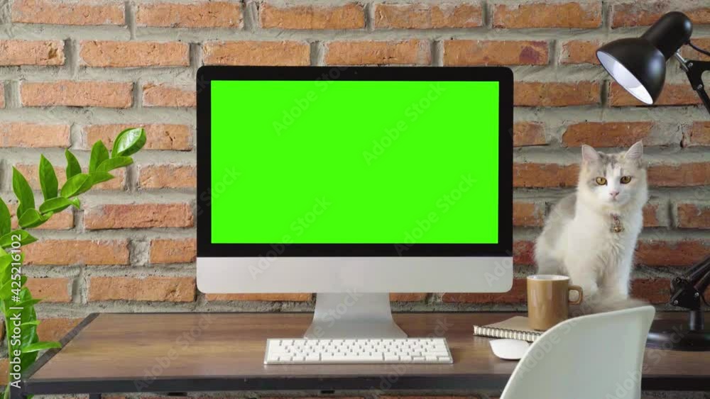 Aufkleber desktop showing green screen and cat sitting close, slide zoom in camera
