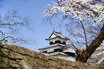 Fototapeta premium 満開の桜と福島県白河市の小峰城