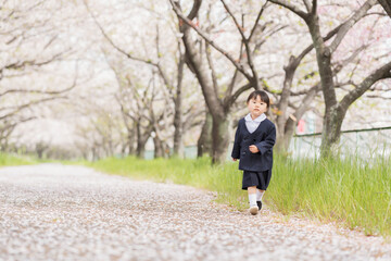 Naklejka premium 桜の並木を走るの幼稚園児