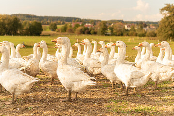 Many white fattening geese on a meadow