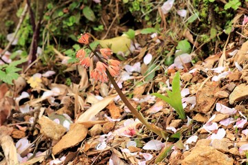 ツクシショウジョウバカマ