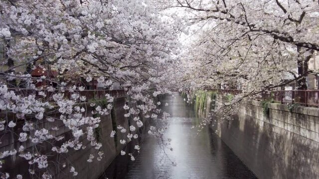 東京都目黒区中目黒の目黒川沿いの桜並木の景色