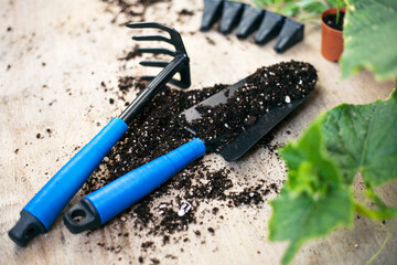 Flowers and vegetable with gardening tools outside the potting shed