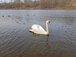 The swan family swims on the river