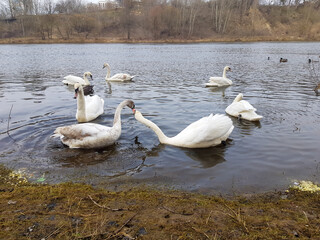 The swan family swims on the river. Many swans in one photo. Kissing swans