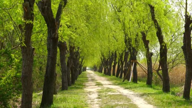 Green willow trees on both sides of the park trail