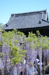 長泉寺の藤