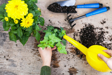 Flowers and vegetable with gardening tools outside the potting shed