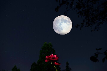 月が森の赤いバラを照らす