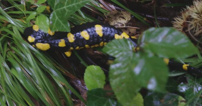 The fire salamander in the wet forest after the rain