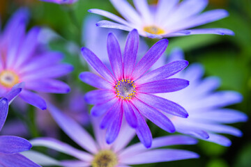 Fototapeta premium perennial, outdoor, aster laevis 'bluebird' in springtime, beautiful blue flower