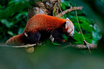 panda