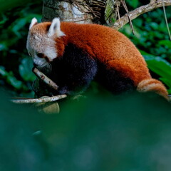 panda