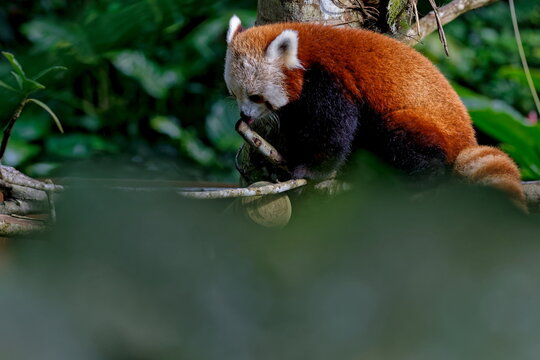 panda